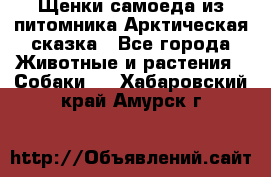 Щенки самоеда из питомника Арктическая сказка - Все города Животные и растения » Собаки   . Хабаровский край,Амурск г.